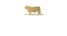 Holsteins